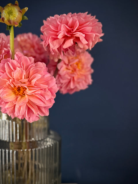 Dahlia Season: A Love Letter to Late Summer's Most Fabulous Flower